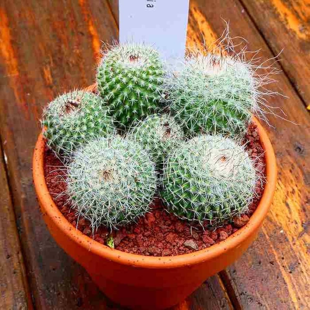多肉植物 赤と緑の四角形鉢*4 51Ac51nmnoL._UF350,350_QL50_.jpg